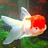 TheRedOranda