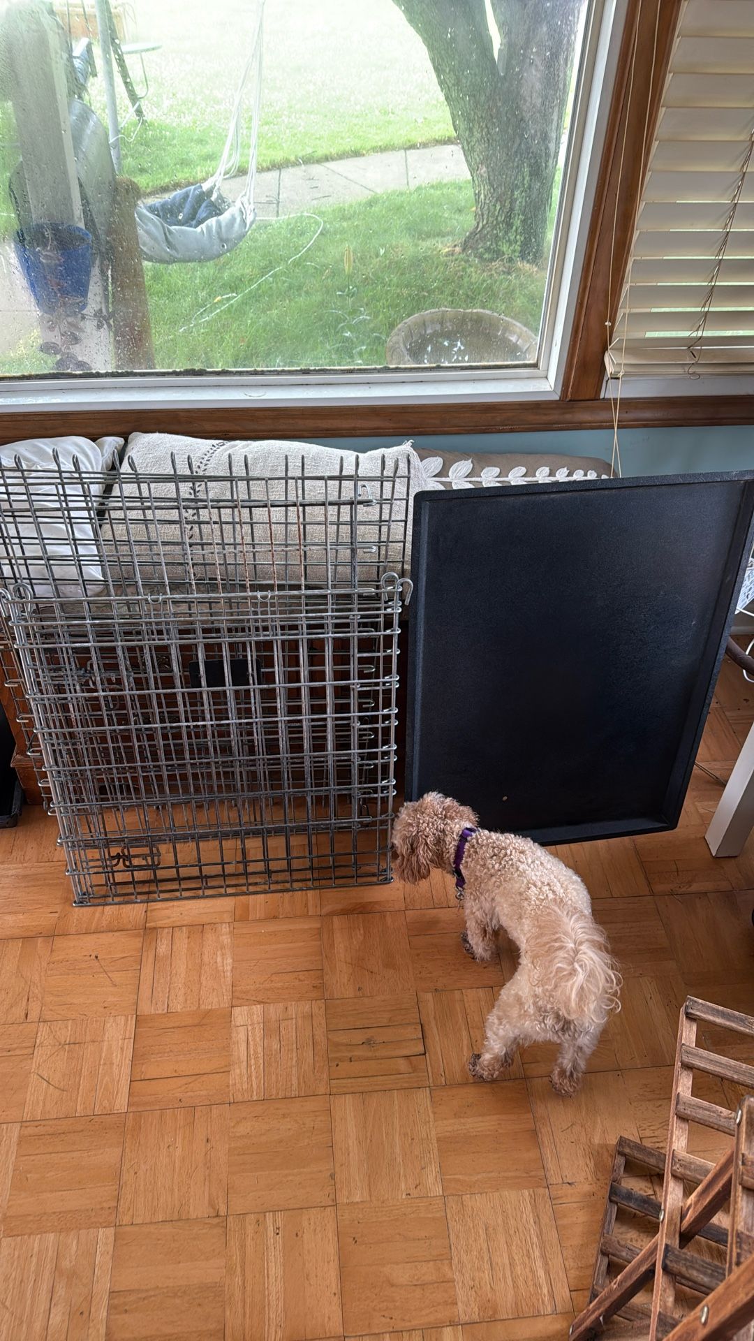 Dog Cage 