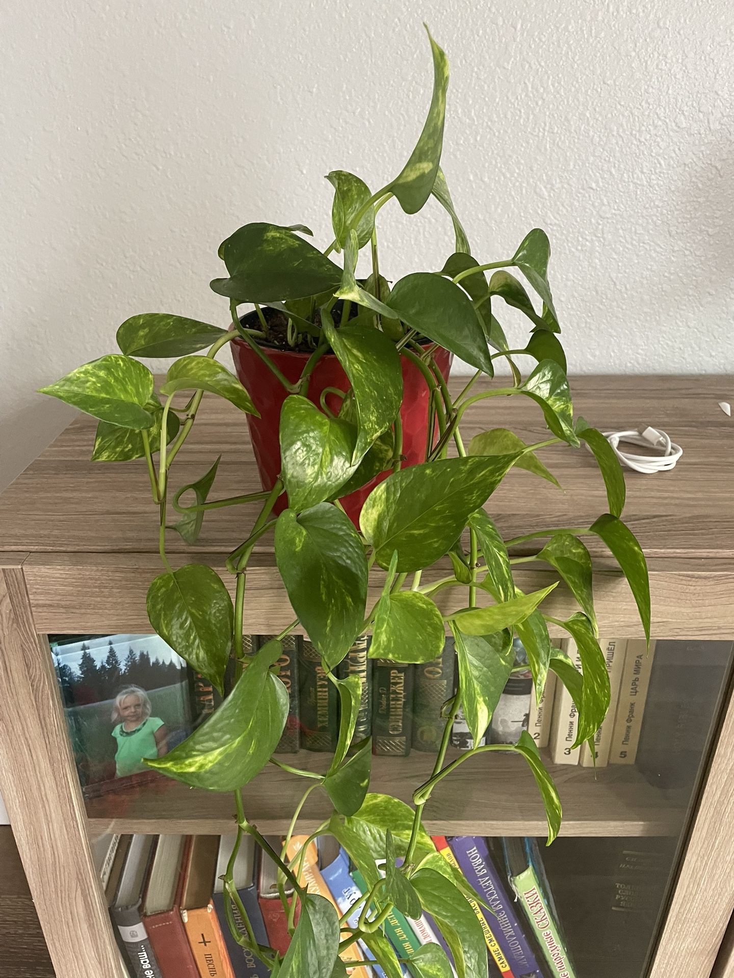 Vine Plant