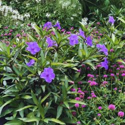 Free Ruellia Cuttings