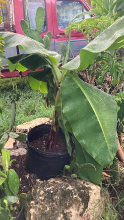 Plantas