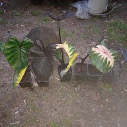 Cold Hardy Colocasia Elephant Ear Perennials (pls Read Description Below)