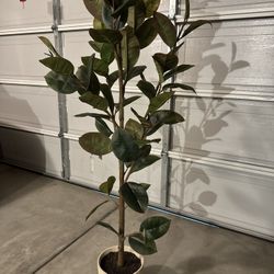 modern nice plant in good condition 