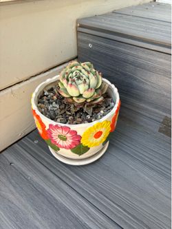 Succulent plant in a ceramic planter