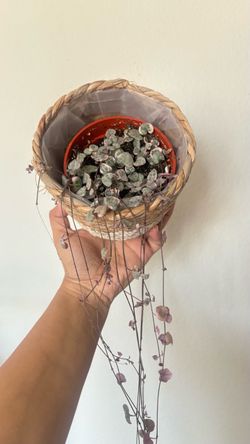 Gorgeous variegated string of heart plant with basket planter
