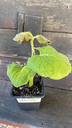 Yerba Santa Starter Plants 🌱