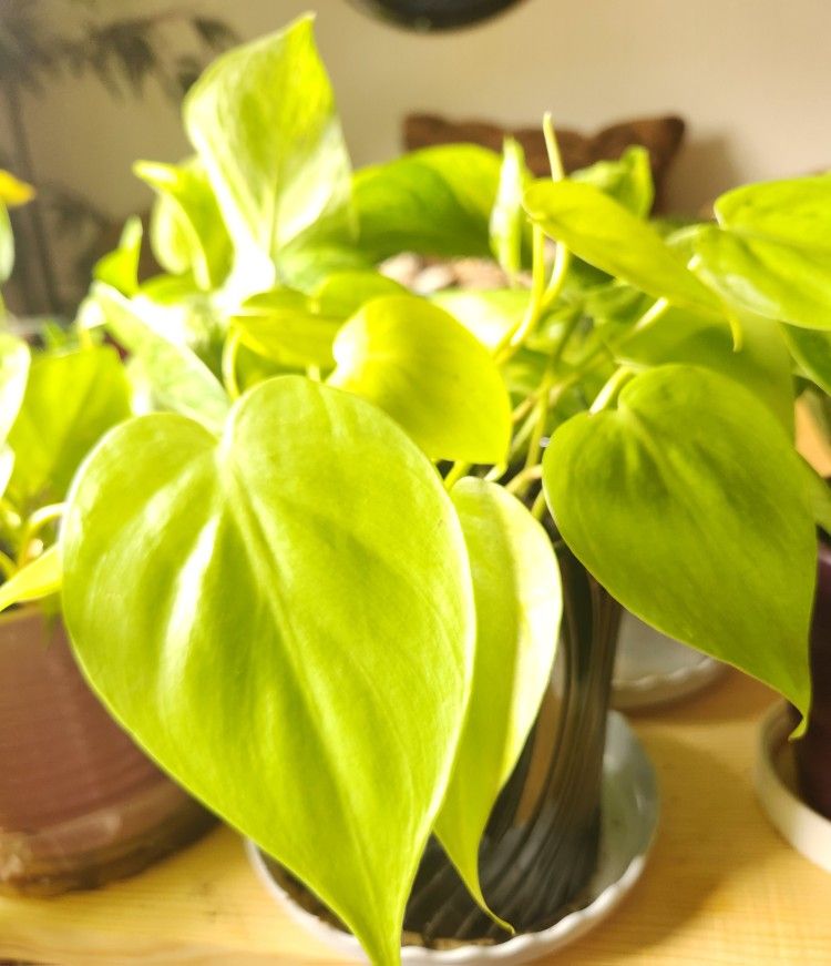 Lemon Lime Philledendron