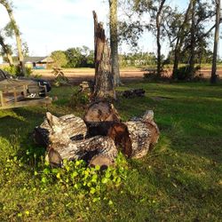 FREE OAK FIREWOOD
