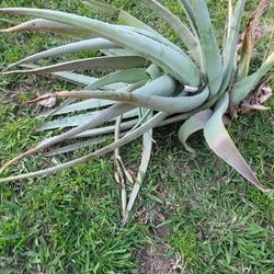Very Healthy Aloe Vera (Trimmed Today)