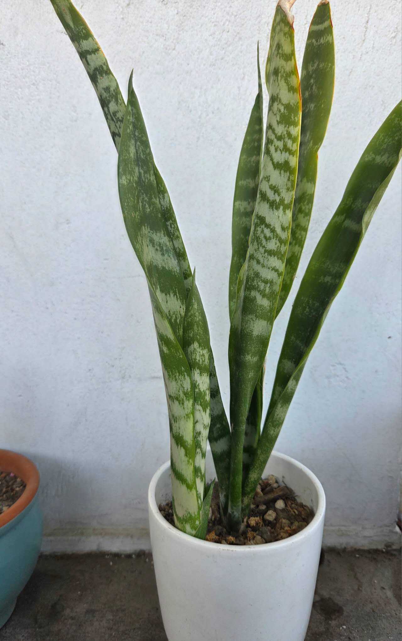 Snake Plant In Ceramic Pot