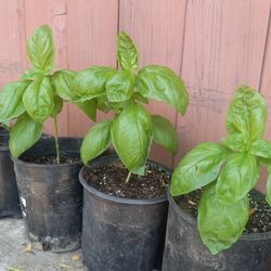 Basil Plants Take 3 For $12😃😃😃😃🌿🌿🌿