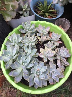 Succulent