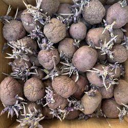 POTATOES 💯ORGANIC FOR PLANTING FROM OUR LITTLE FARM IN PUYALLUP. GET THESE RARE HARD TO FIND POTAOTES