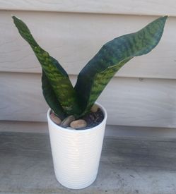 Snake plant