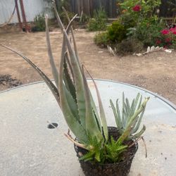 Aloe Vera  plant