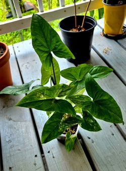 Mix Syngoniums Arrowhead plant
