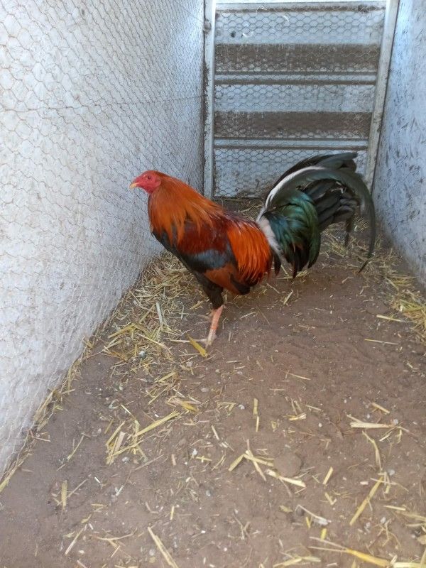 Gamefowl Gallo for Sale in Ceres, CA OfferUp