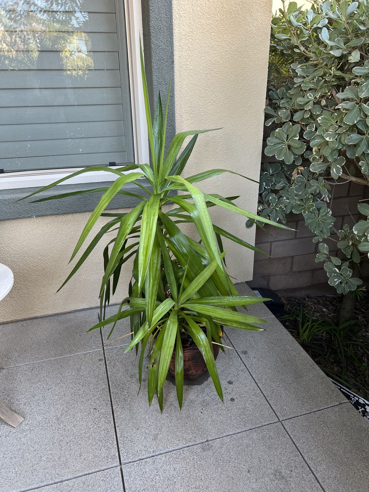 Plant, In door/ Out door, $15, carmel Valley