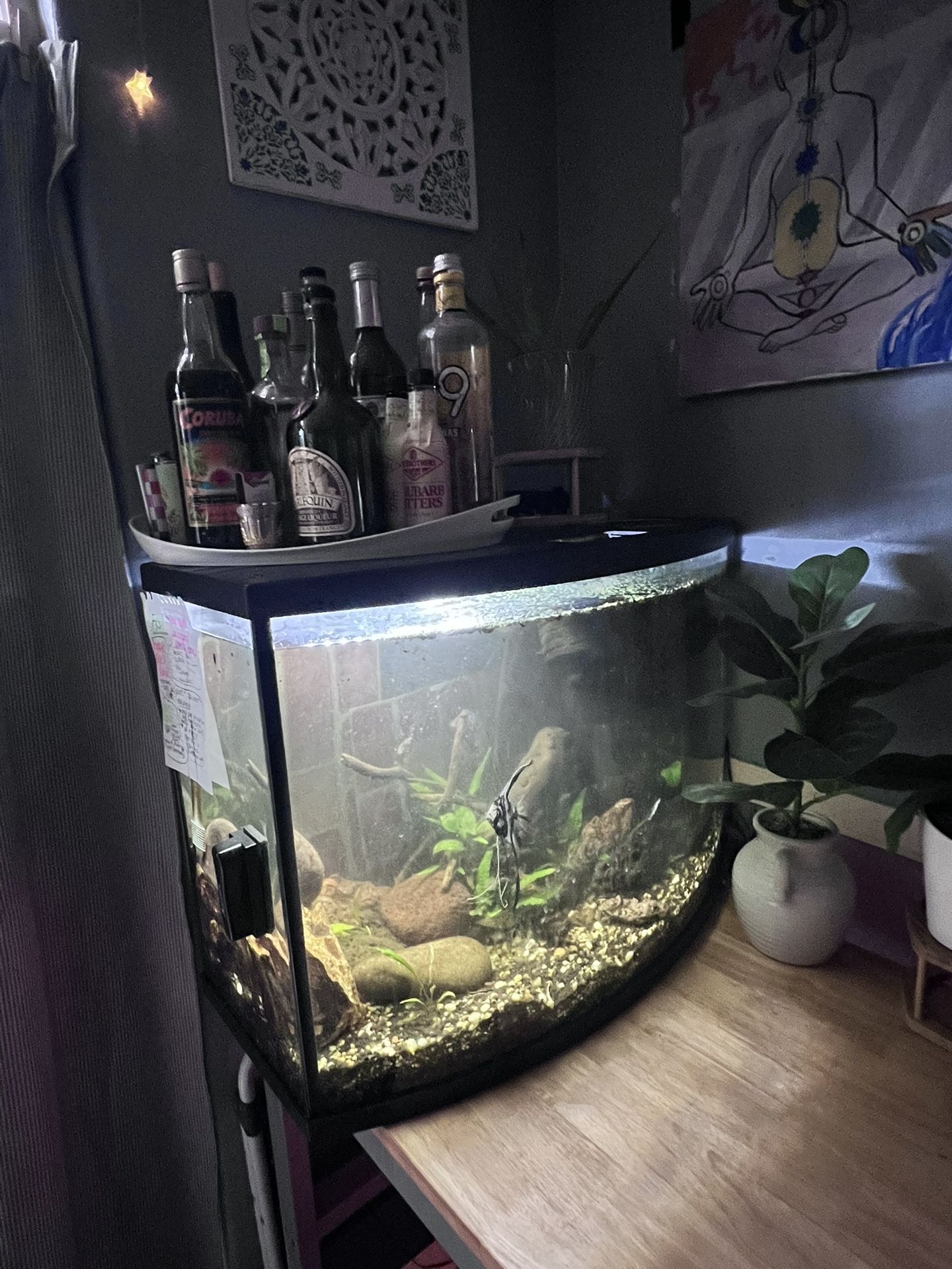 55-Gallon Freshwater Fish Tank – Full Setup w/ Fish, Plants & Extras