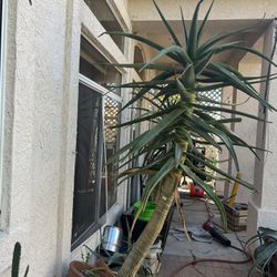 Aloe Samson (Hercules brother)