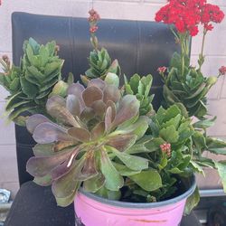 Kalanchoe Red ❤️