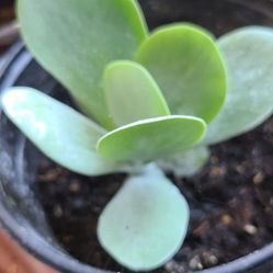 succulent