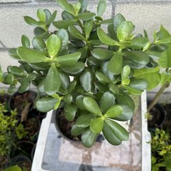 Jade