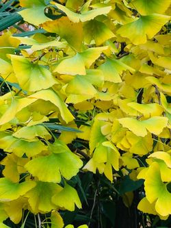 Ginkgo trees