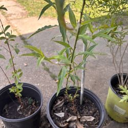 Arbolitos De Durazno Y Guallabo 