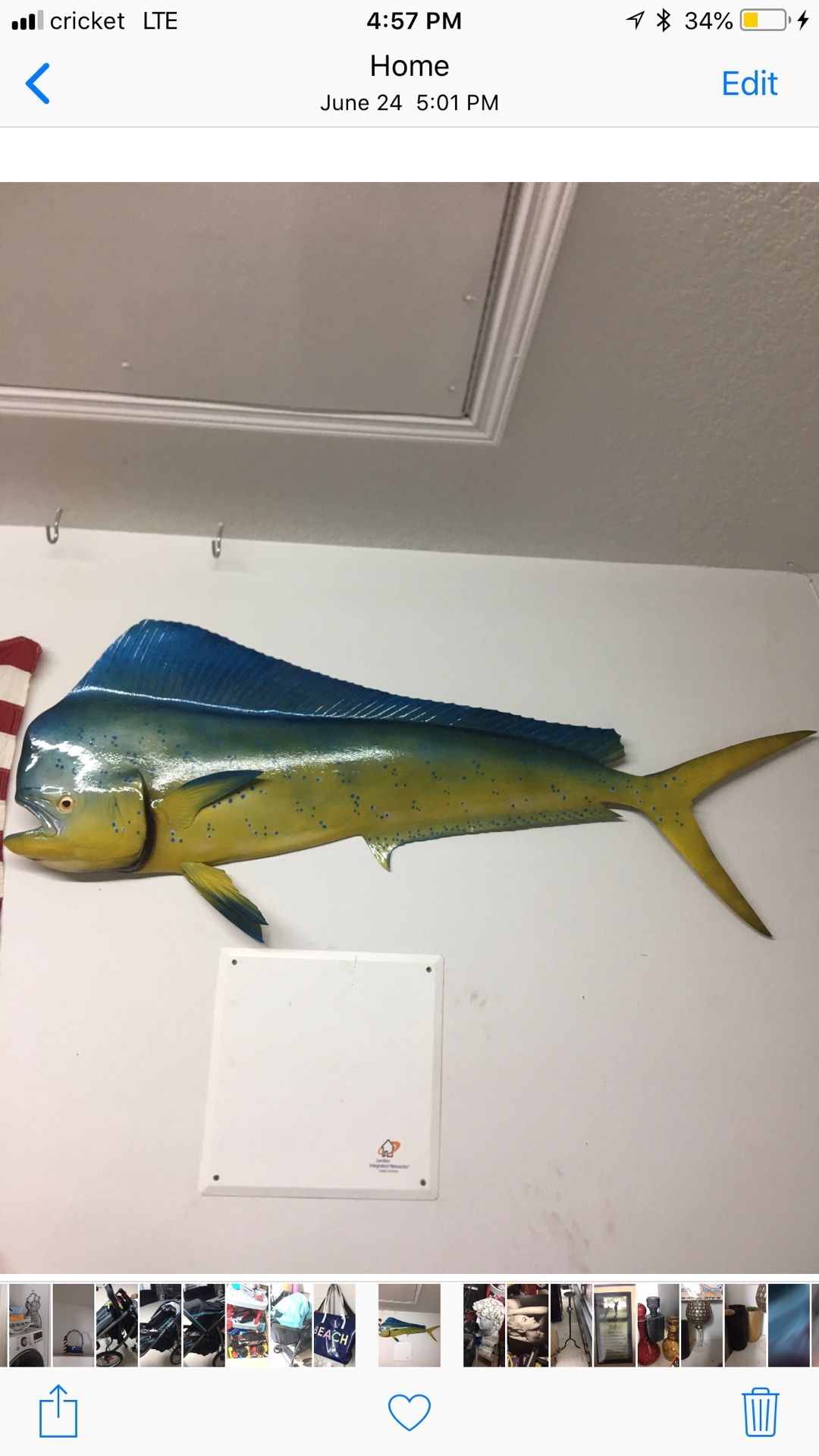 Over 3 ft mahi mahi 2 d wall mount