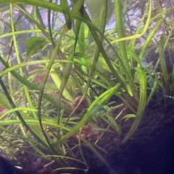 Sagittaria Aquarium Plant 