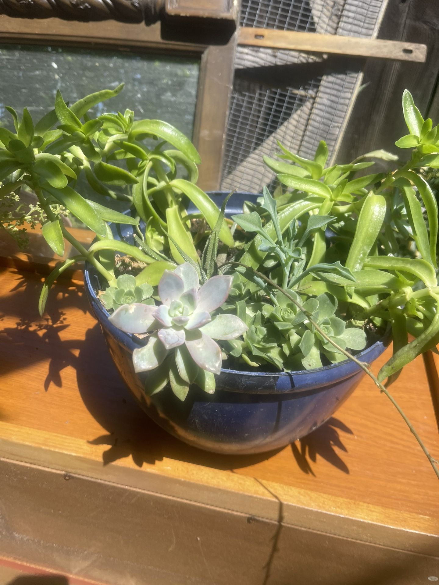Pot Suculent Plant