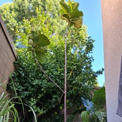 Fiddle-leaf Fern-tree