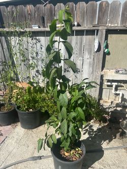 guava tree