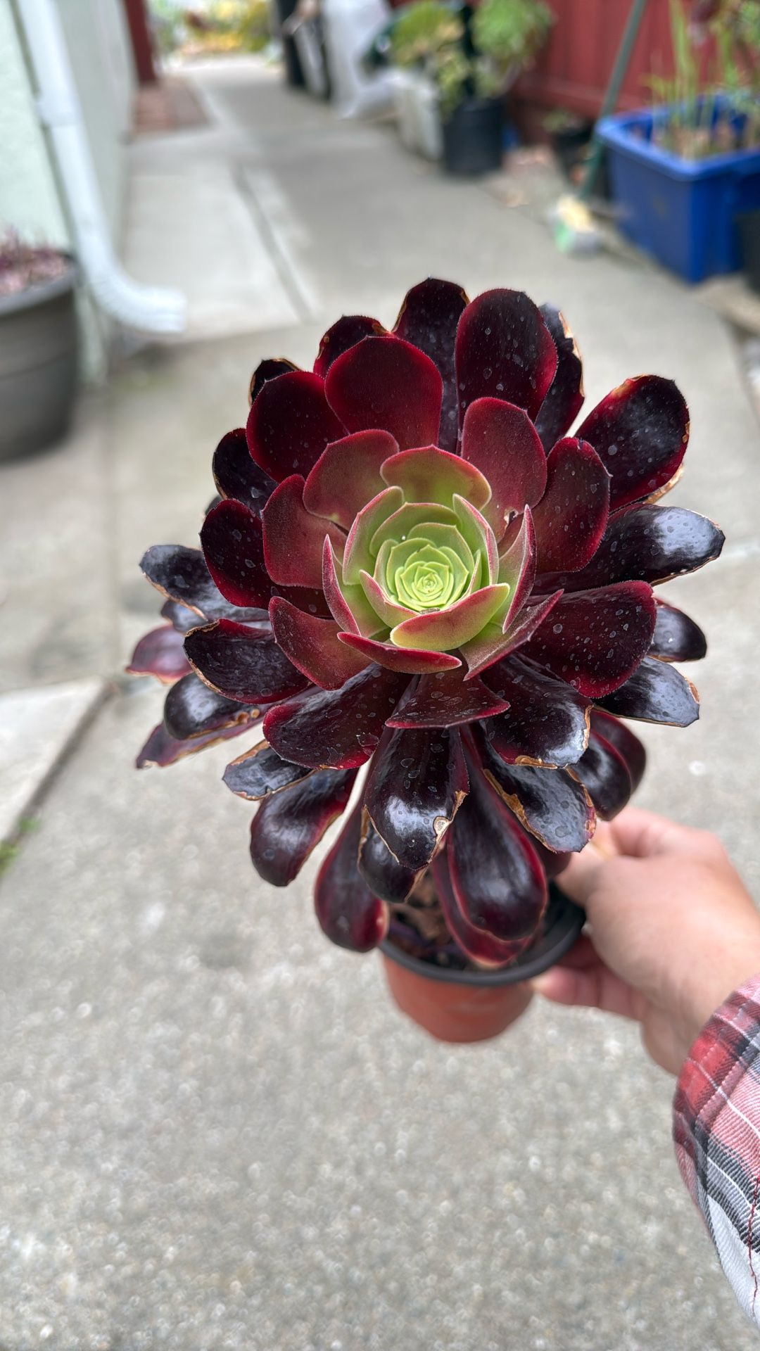 Aeonium Superbang Succulents Plants 8” Tall 