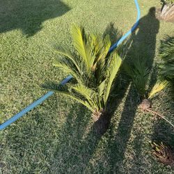 Sago Palm