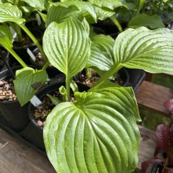 Hosta Plants 