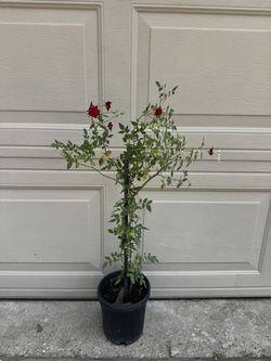 Red Rose Creeper Climber 