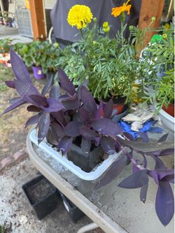 Purple Heart tradescantia plant in pot climbing deep purple color