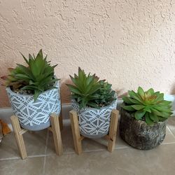 Small plant decoration