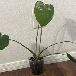 Monstera Plants