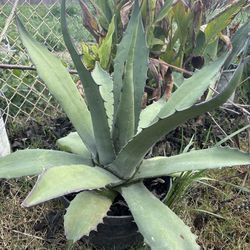 Agave century plant