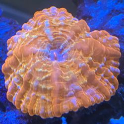 Fake Coral