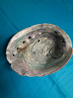 Abalone Shell