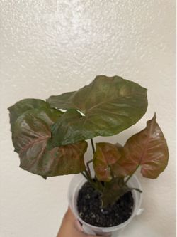 Syngonium Maria Allusion