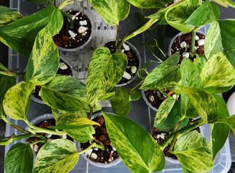 Pothos etc.