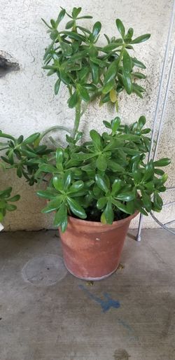 Jade plant