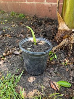 Brote de platano $5 bucks