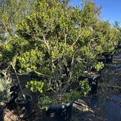 Boxwood Topiary Bonsai 