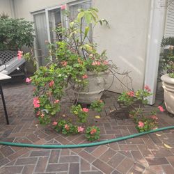 Potted Plants, HUGE SAGOS, potted Trees And Shrubs